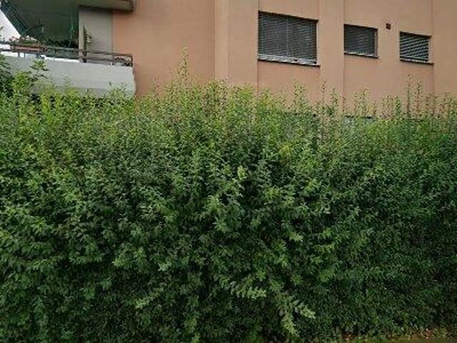 Apartment mieten in Rohrbach, Dornbirn