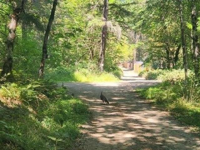 Land for sale in Wolf Creek, Josephine County