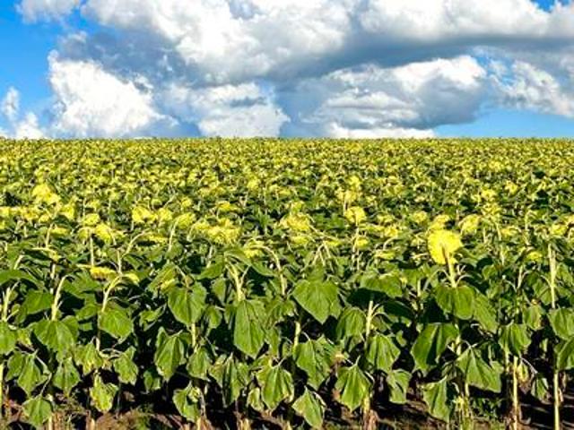 Farm for sale in Rosendal, Free State