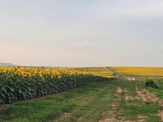 Farm for sale in Rosendal, Free State