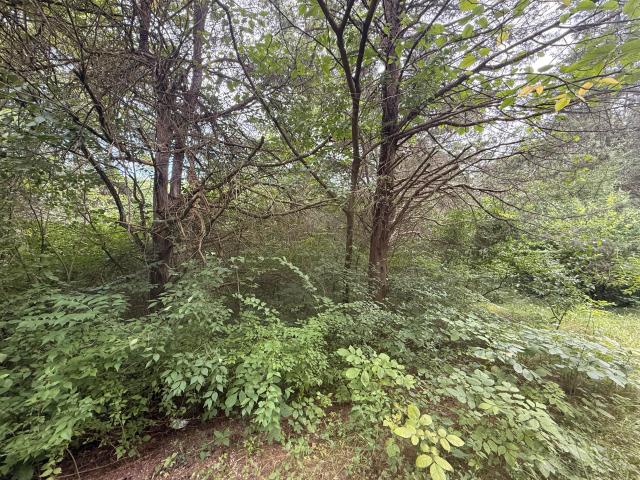 Land for sale in Williamstown, Kentucky