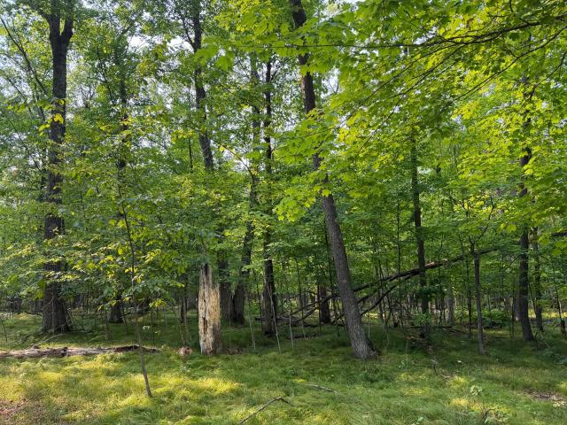 Land for sale in Minnesota