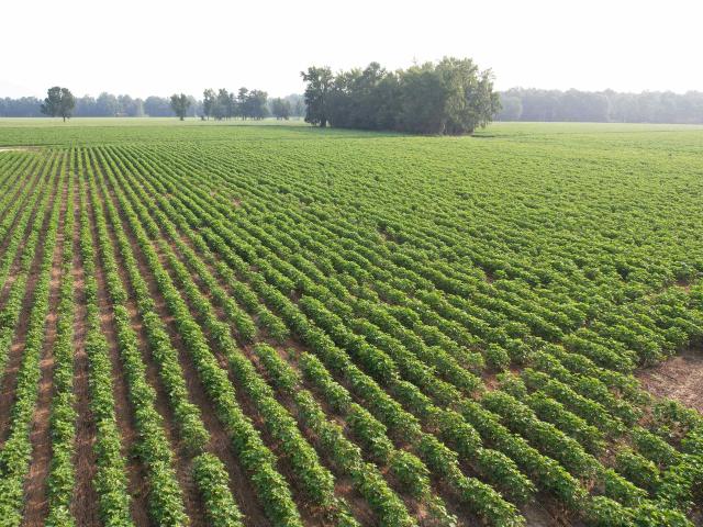 Land for sale in Johnsonville, South Carolina