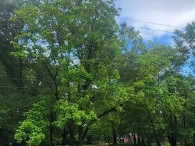 Land for sale in Wake, North Carolina