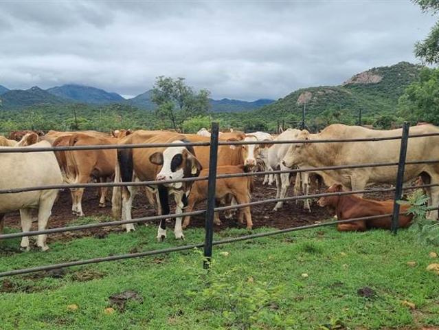 Farm for sale in Potgietersrus, Limpopo