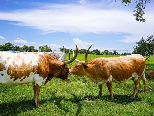 Farm for sale in Grimes, Texas