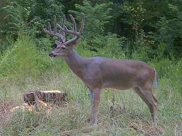 Land for sale in Natchez, Adams County