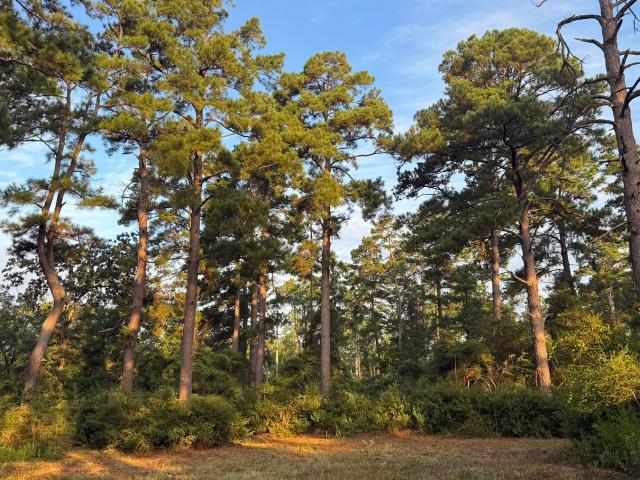 Land for sale in Leon, Texas