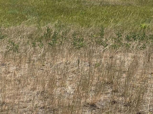 Land for sale in Littleton