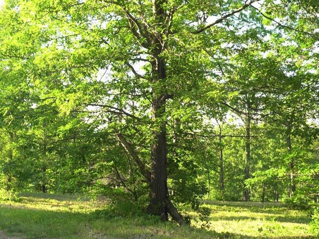 Land for sale in Salmo, Town of Bayfield