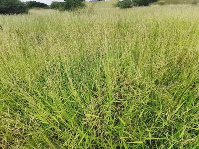 Land for sale in Seshego, Limpopo