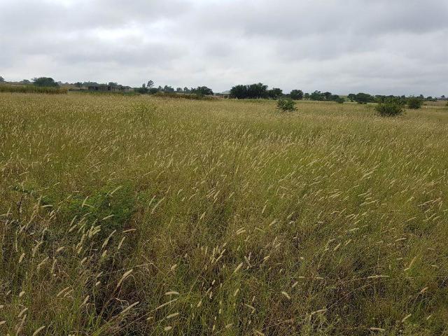 Land for sale in Koppies, Free State