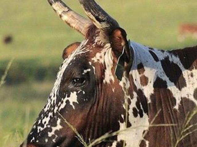 Land for sale in Umgungundlovu, Kwazulu-natal