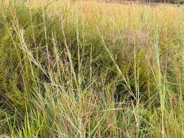 Land for sale in Winterton, Okhahlamba Local Municipality