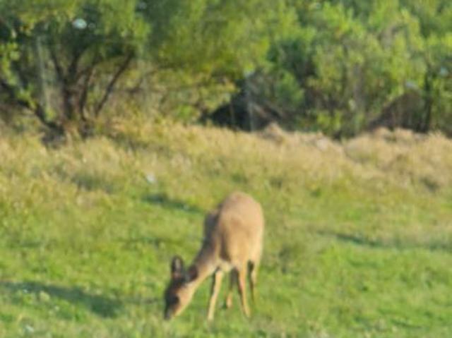 Land for sale in Cape St Francis, Eastern Cape