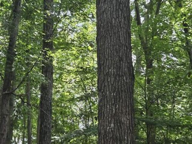 Land for sale in Virginia