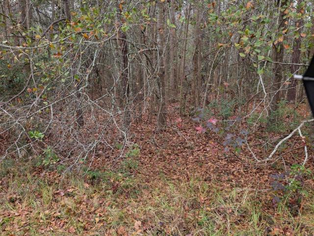 Land for sale in Brooklet, Georgia