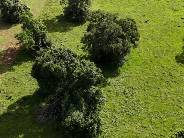 Land for sale in Walker, Texas