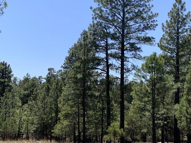 Land for sale in Happy Jack, Arizona