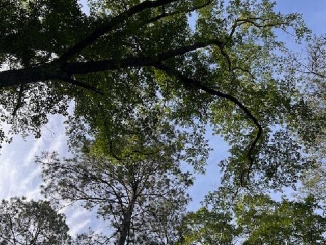 Land for sale in Heflin, Alabama