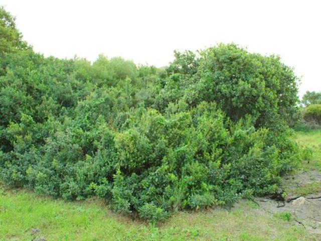 Land for sale in Cape St Francis, Eastern Cape