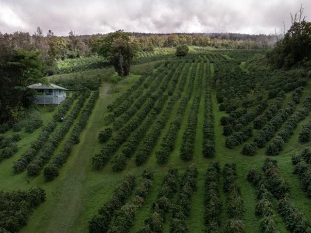 Farm for sale in Captain Cook, Hawaiʻi County