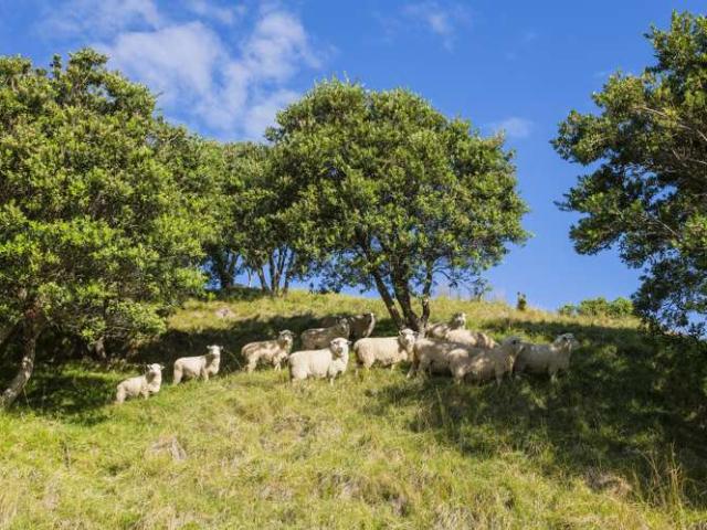 Property for sale in Mahia
