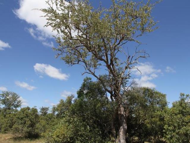 Land for sale in Mopani, Limpopo