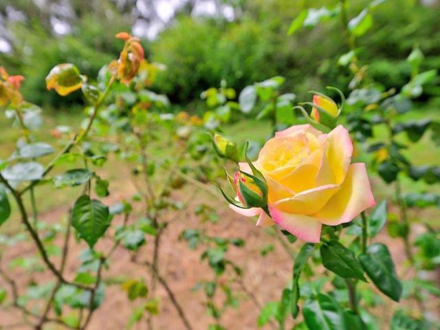 House for sale in Aptos, California