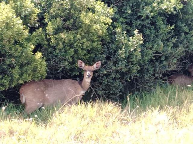 Land for sale in Cape St Francis, Eastern Cape