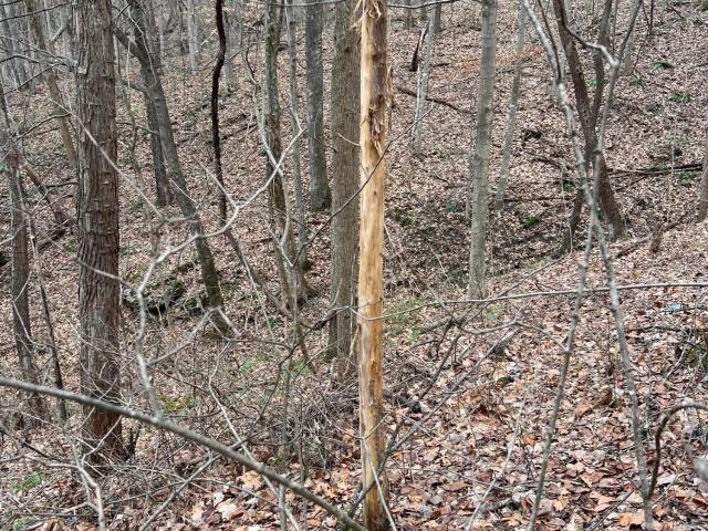Land for sale in Irvine, Kentucky