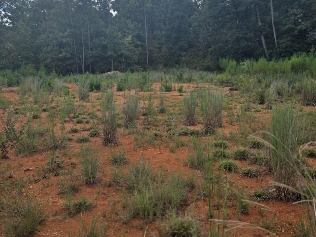 Land for sale in Georgia