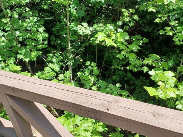 Land for sale in North Carolina