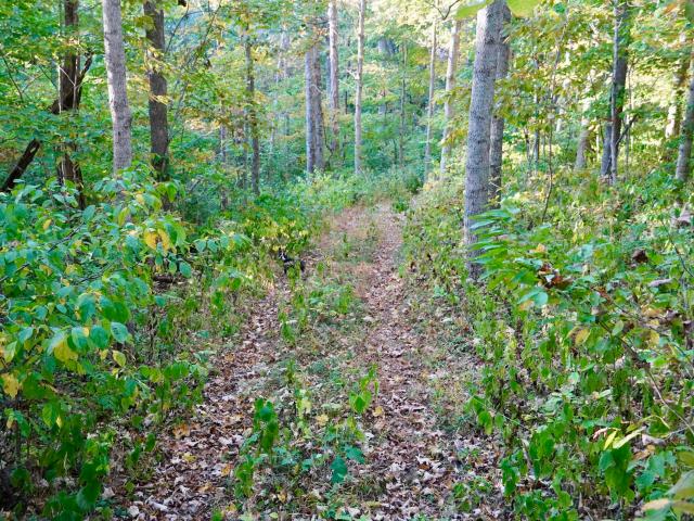 Land for sale in Carlisle, Nicholas County