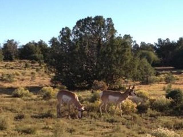Land for sale in Williams, Arizona