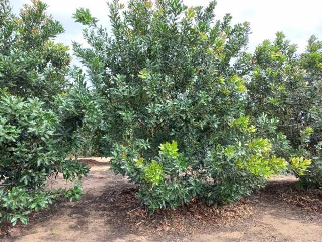 Property for sale in Umkhanyakude district municipality, Kwazulu-natal