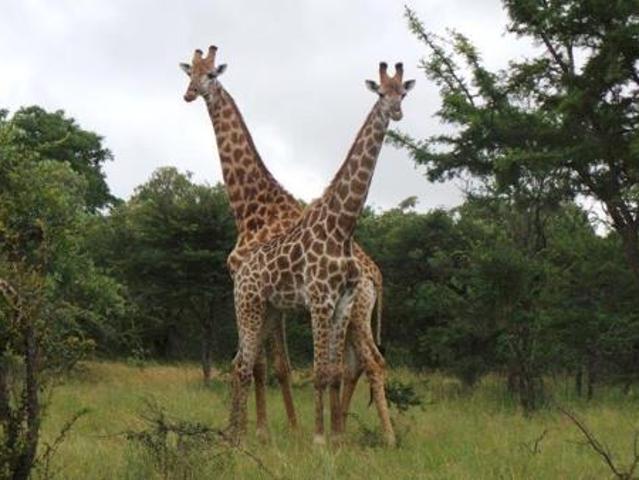 Property for sale in Mopani, Limpopo