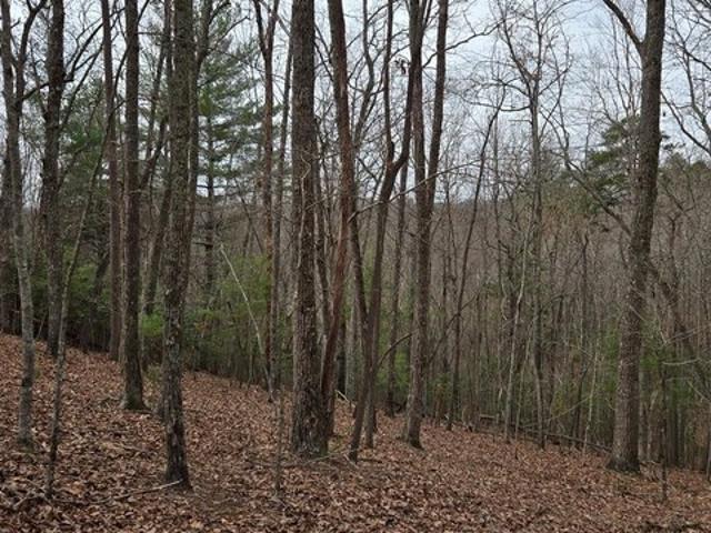 Land for sale in Morganton, Fannin County