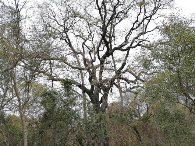Property for sale in Mopani, Limpopo