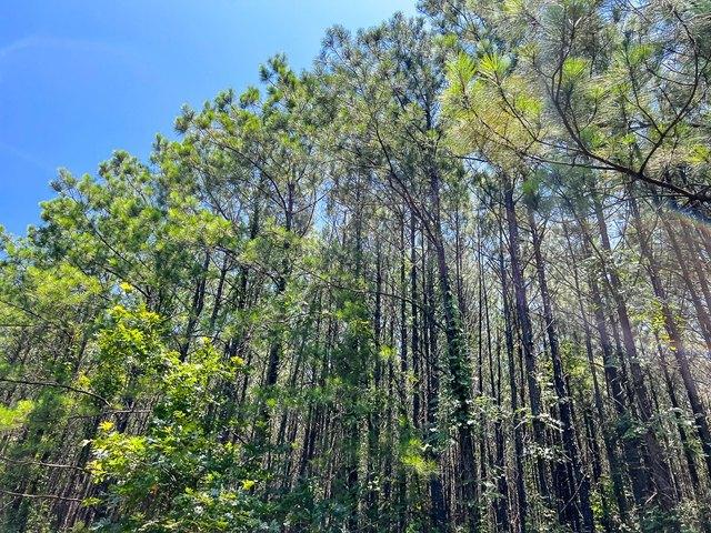 Land for sale in Sabine, Texas