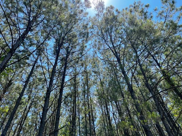 Land for sale in Sabine, Texas
