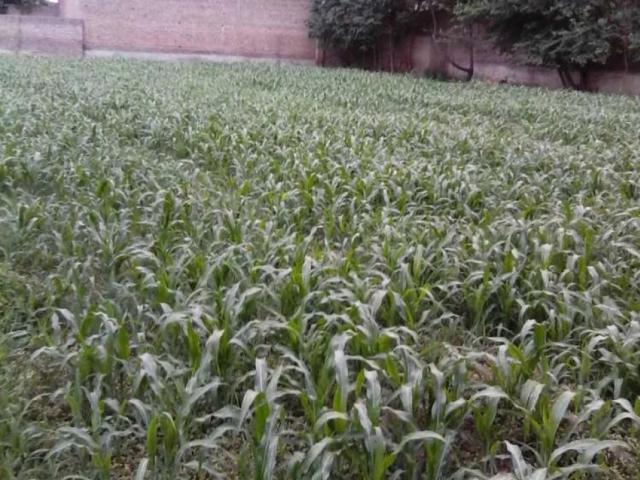 Land for rent in Peshawar, North West Frontier Province