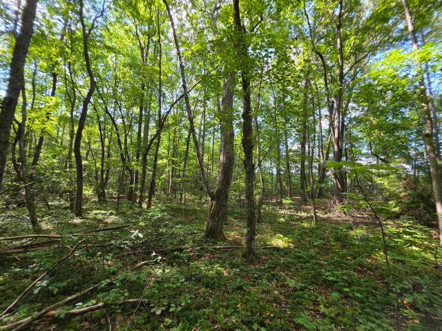Land for sale in Altamont, Middle Tennessee