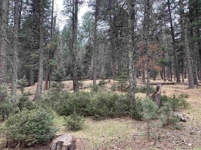Land for sale in Mayhill, New Mexico