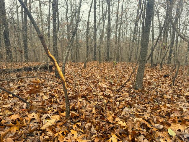 Land for sale in Noel, Missouri