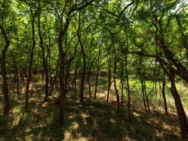 Land for sale in Hawley, Jones County