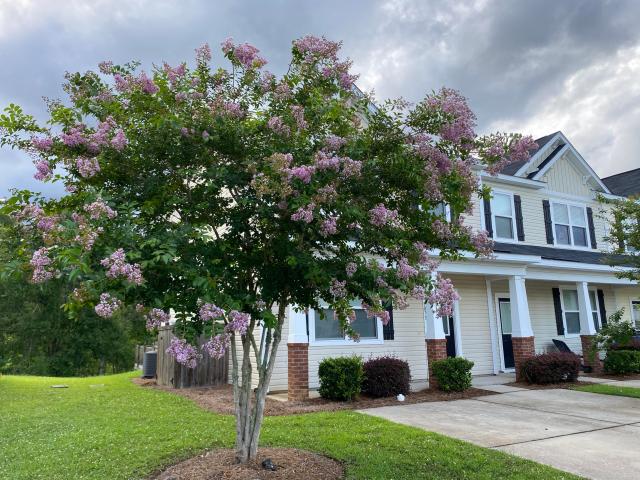 Property for rent in Avenue of Oaks, Dorchester County