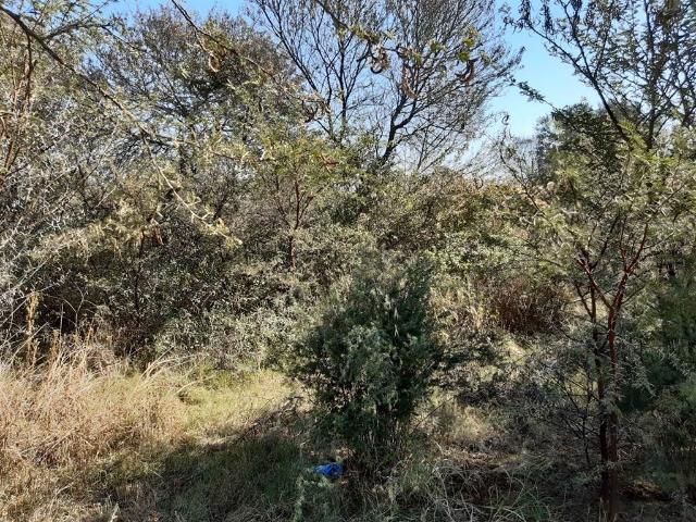Land for sale in Koppies, Free State
