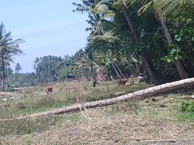 Land for sale