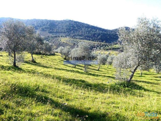 Terreno venda em Alfândega Da Fé, Bragança